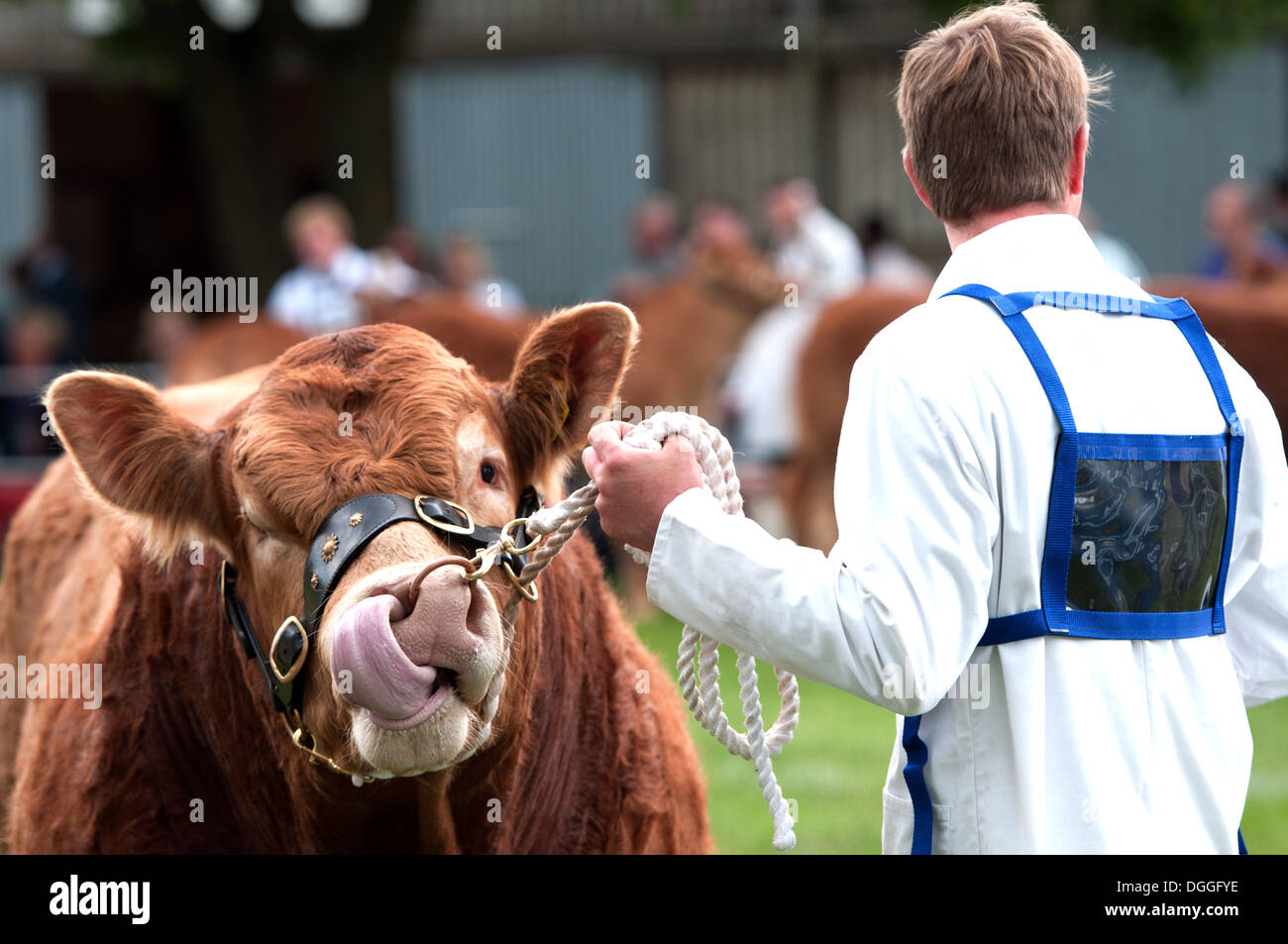 A livestock handler with his cow at the Royal Norfolk Show, Norwich