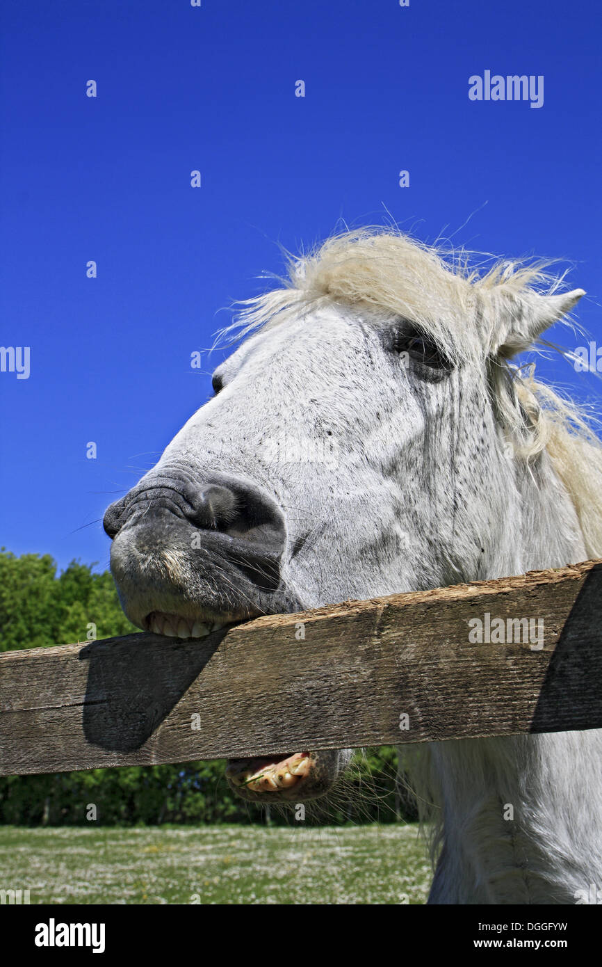 Horse Pony Grey Adult Close Up Of Head Crib Biting And Windsucking