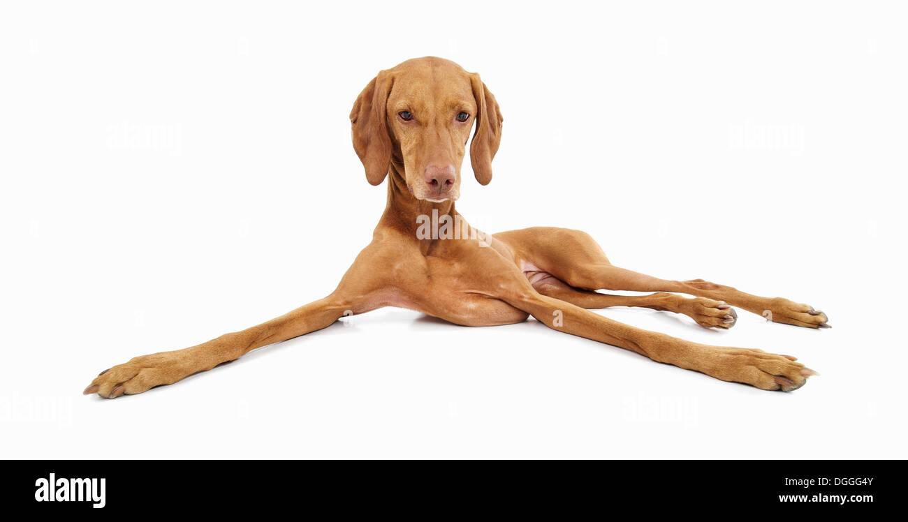 Studio portrait of relaxed vizsla dog Stock Photo