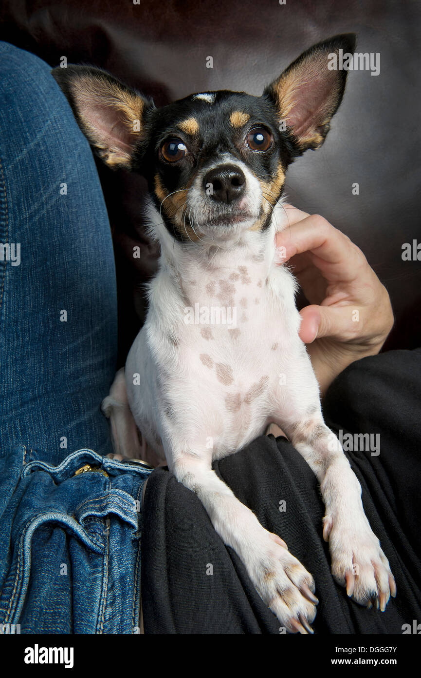 Studio portrait of toy terrier with owner Stock Photo