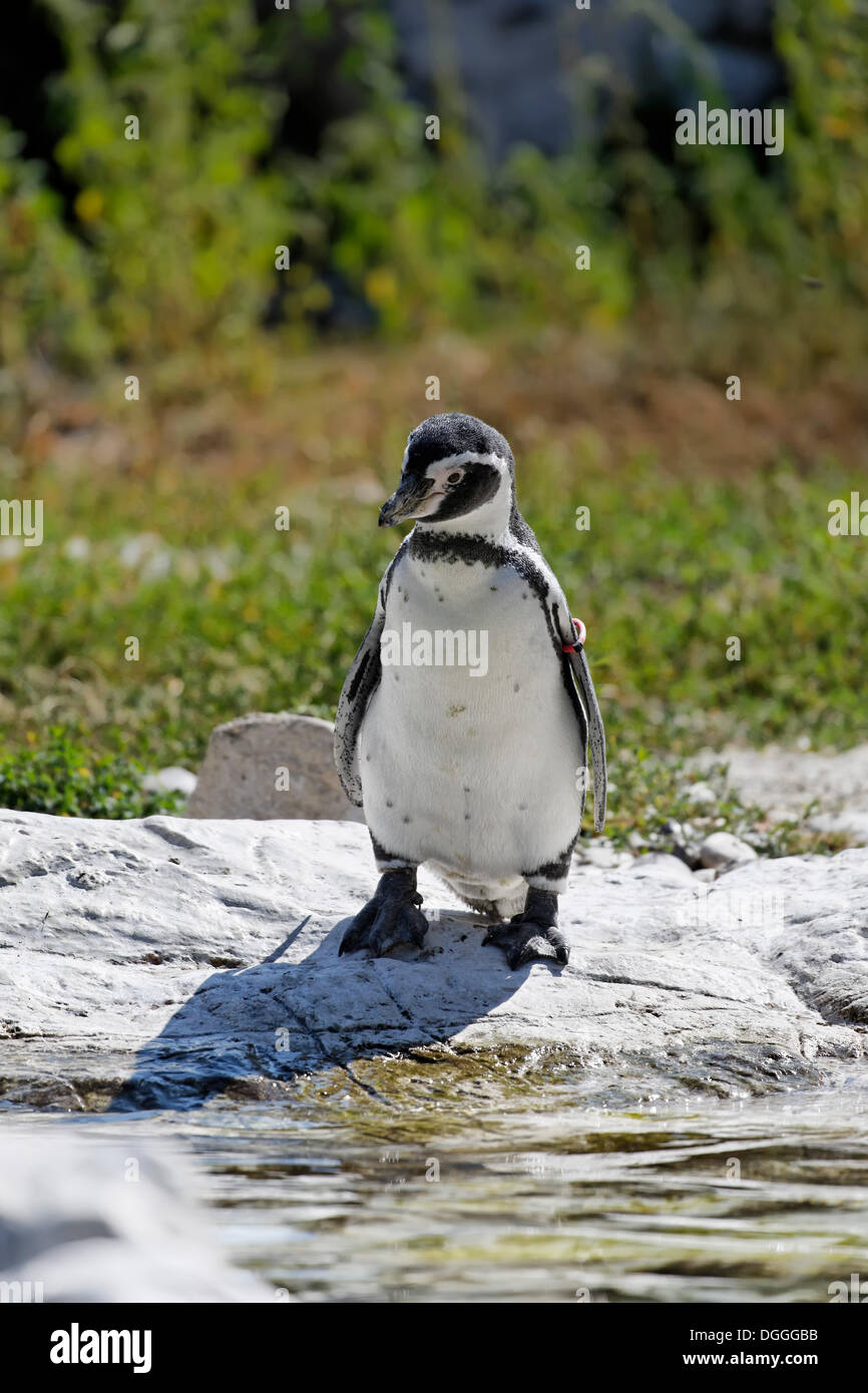 Humboldt Penguin (Spheniscus humboldti), Tiergarten Schoenbrunn Zoo, Vienna, Austria, Europe Stock Photo