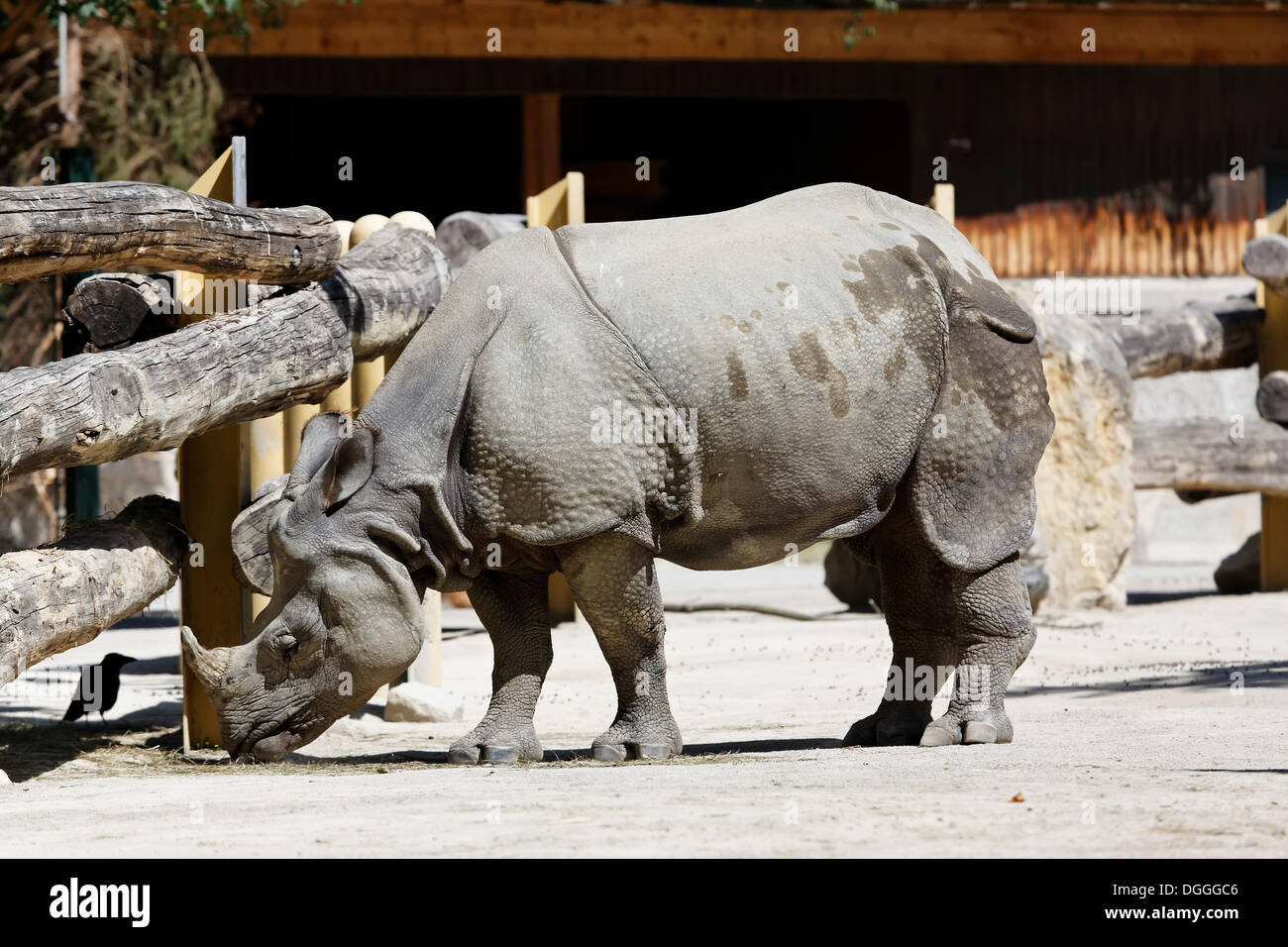 Indian Rhinoceros (Rhinoceros unicornis), Tiergarten Schoenbrunn, Zoo Vienna, Vienna, Austria, Europe Stock Photo