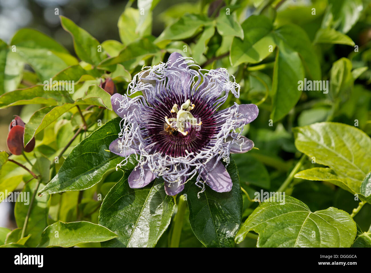 Passion Flower (Passiflora), Vienna, Austria, Europe Stock Photo