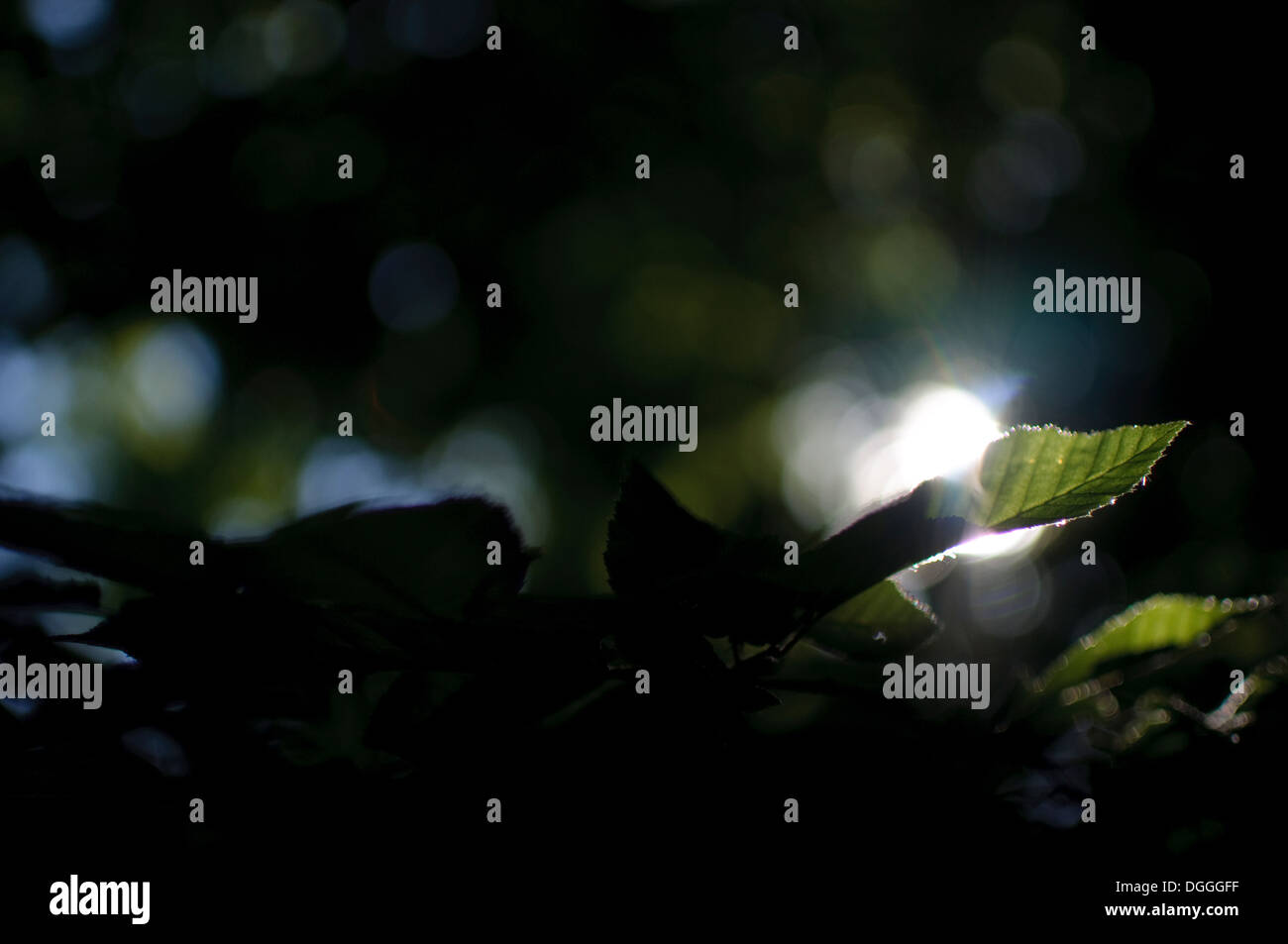 Fine Art Flora Images by Nano Calvo Stock Photo - Alamy