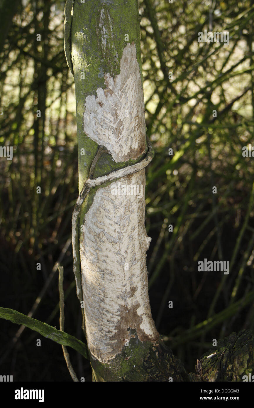 European Rabbit (Oryctolagus cuniculus) feeding damage to Common Ivy ...