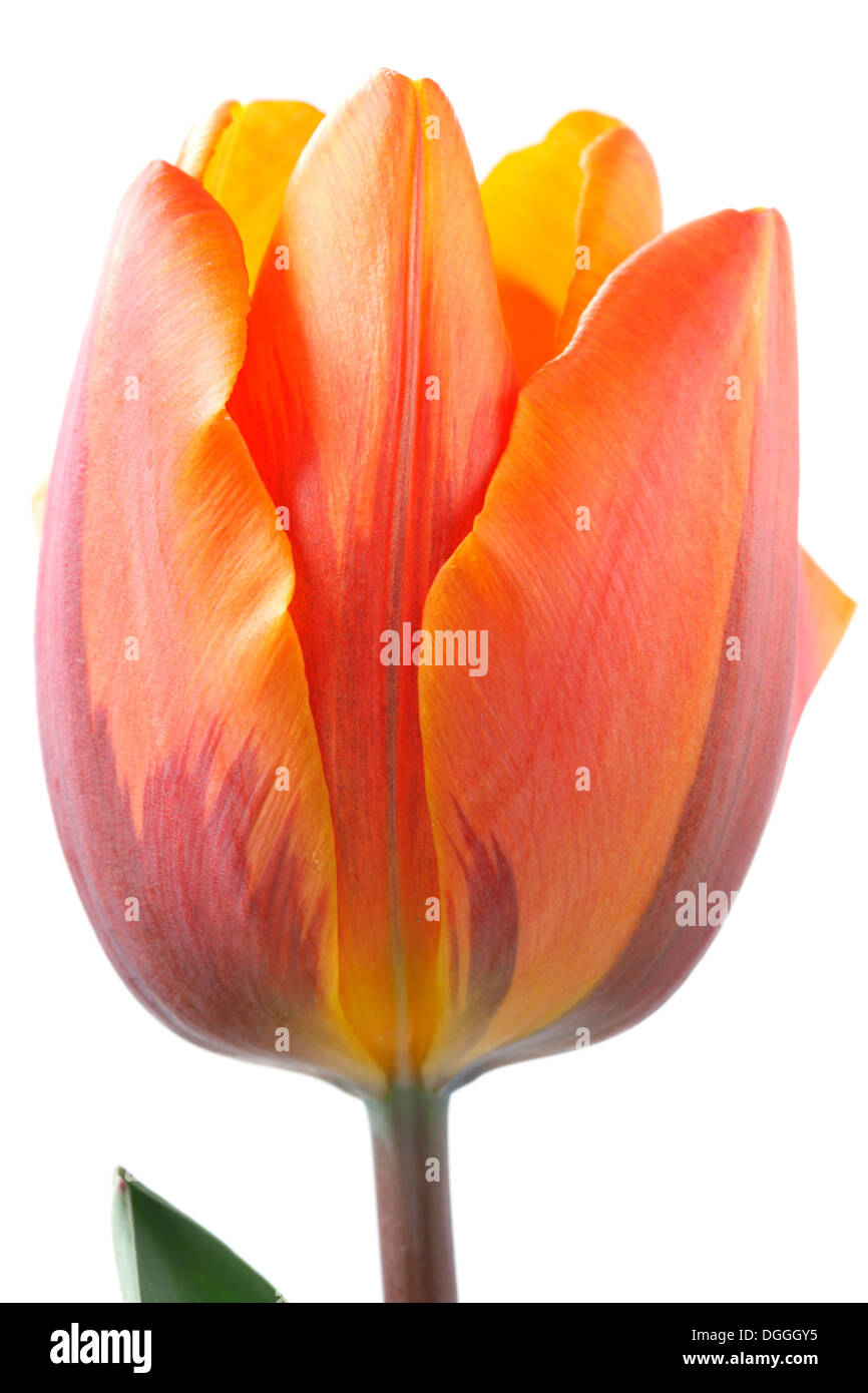Tulipa 'Prinses Irene'  AGM Tulip Triumph Group April Stock Photo