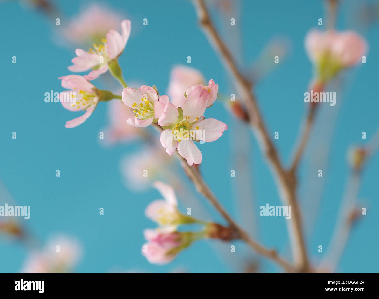 Japanese cherry blossom, close up Stock Photo