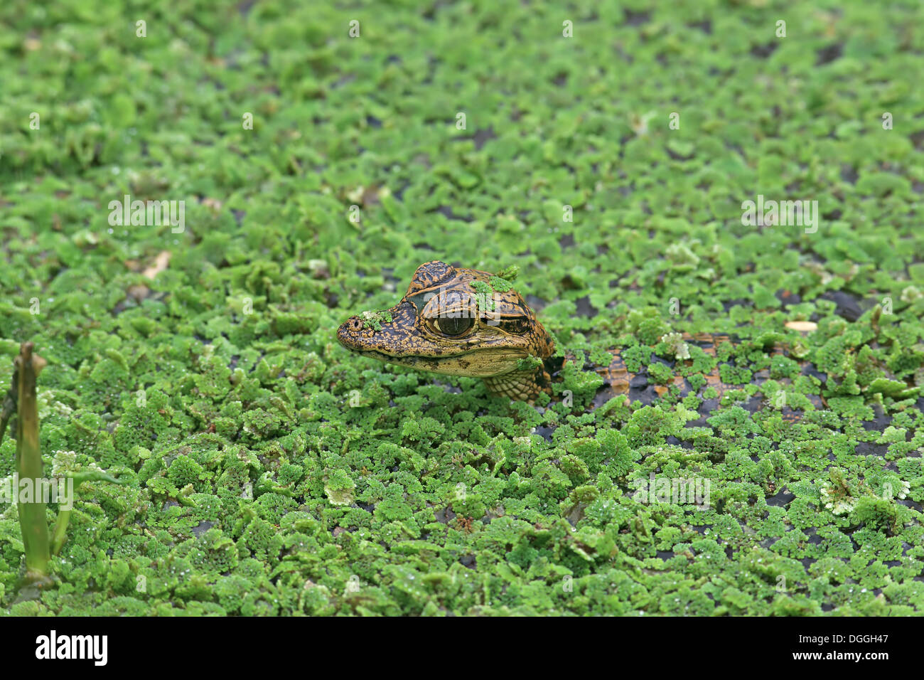 Spectacled Caiman (Caiman crocodilus) baby, head amongst aquatic vegetation, Trinidad, Trinidad and Tobago, April Stock Photo