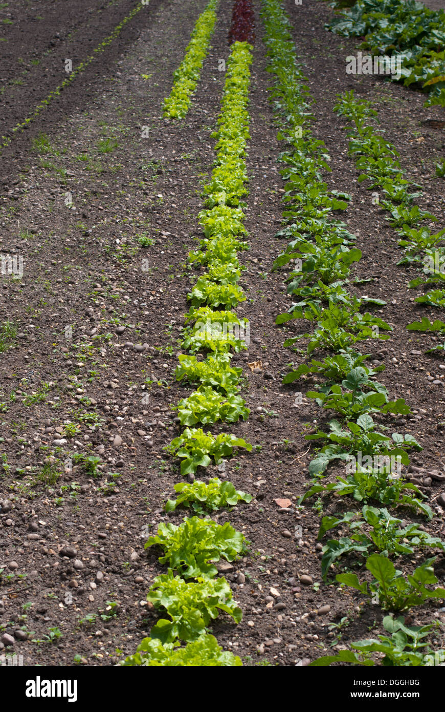 Rows of lettuce seedlings Stock Photo Alamy
