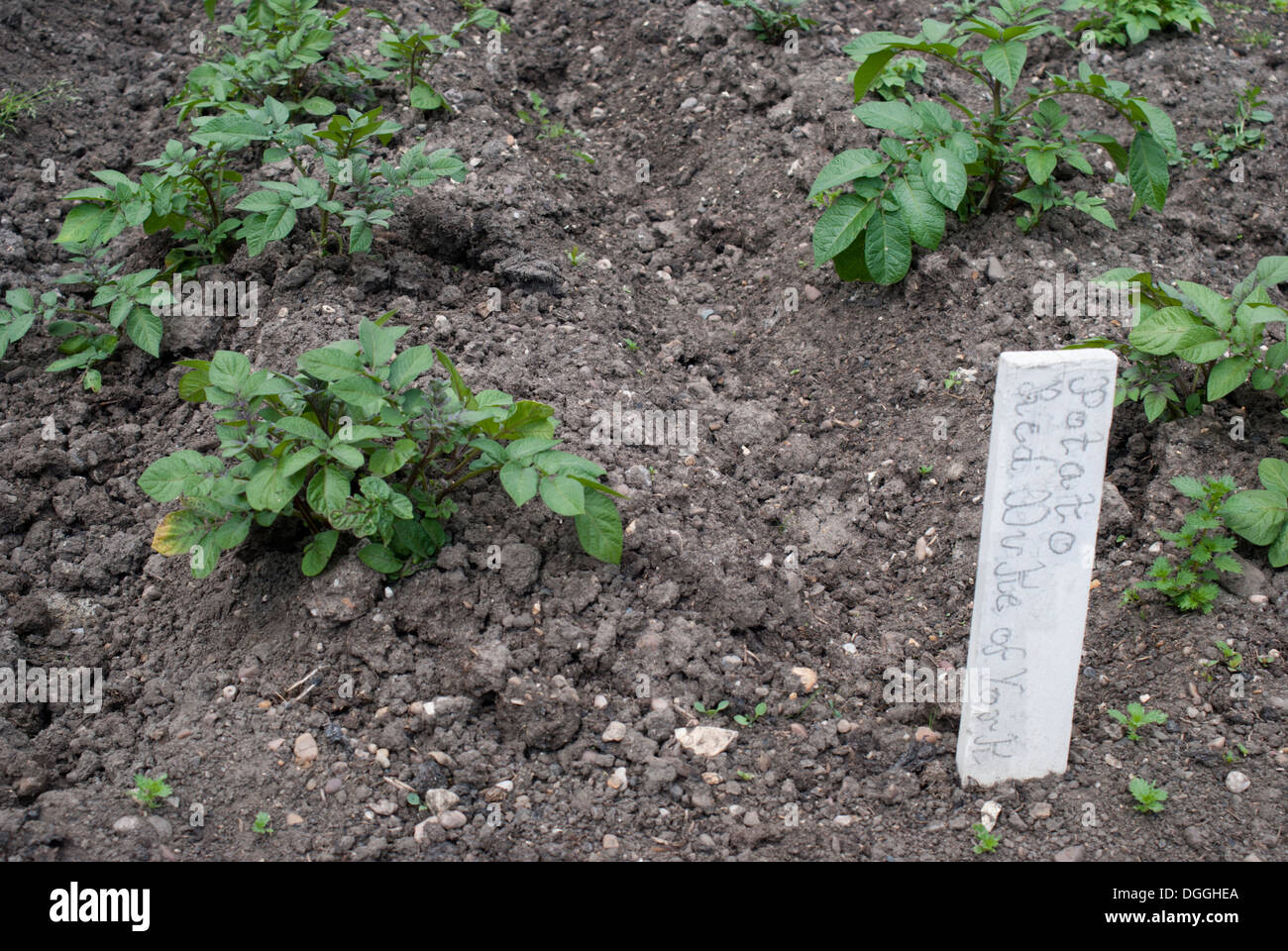 Rows of Red Duke of York potatoes with label Stock Photo
