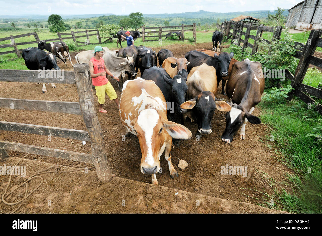 A herd of cows is driven through a gate for milking, settlement of the Brazilian Landless Workers' Movement Movimento dos Stock Photo