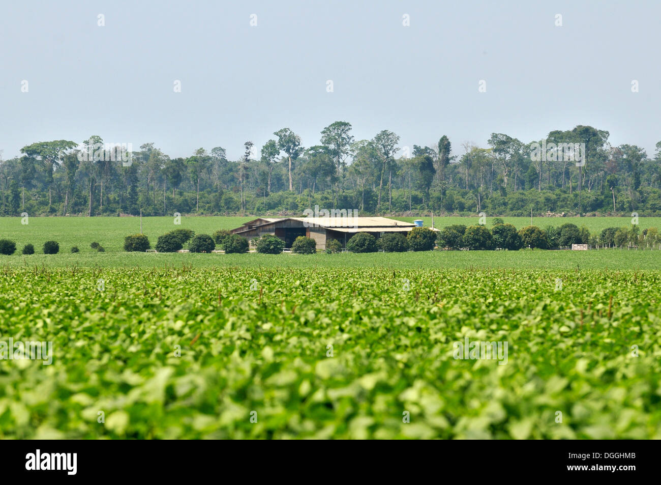Remains of rainforest, farm and cultivation of soybeans, the main cause