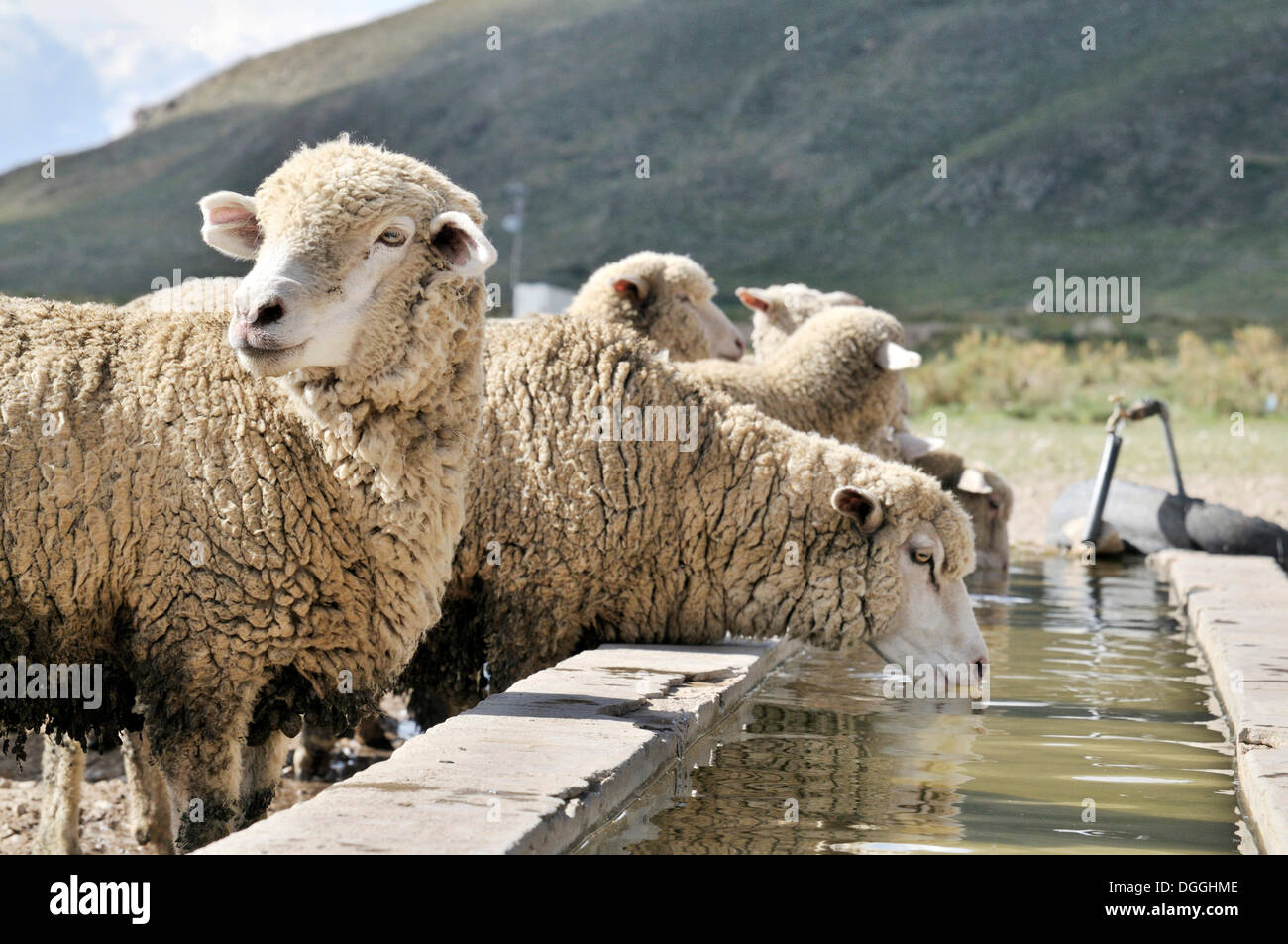 Sheep at a trough, Altiplano Bolivian highland, Oruro Department, Bolivia, South America Stock Photo