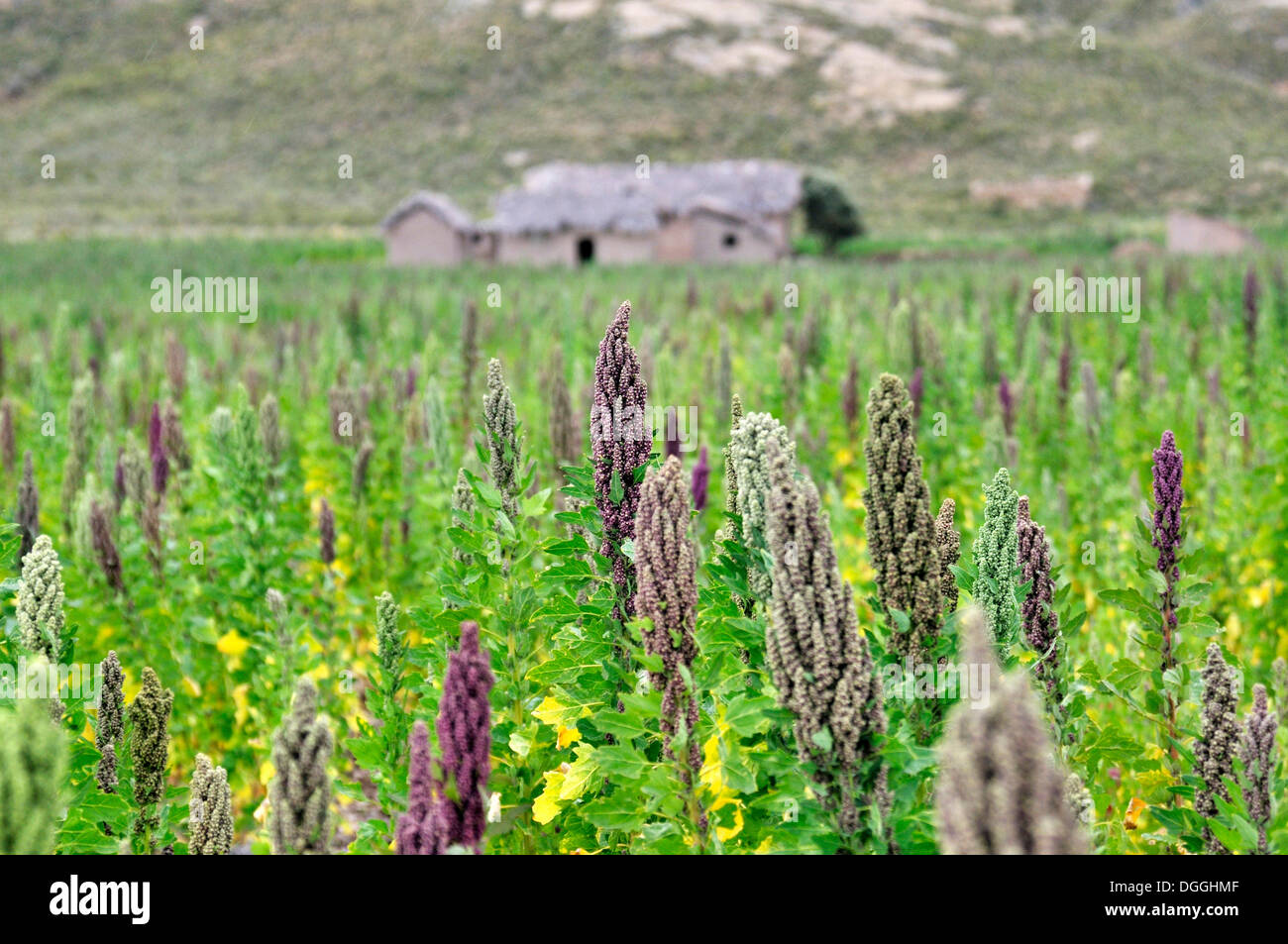 Quinoa plants (Chenopodium quinoa), Altiplano Bolivian highland, Oruro