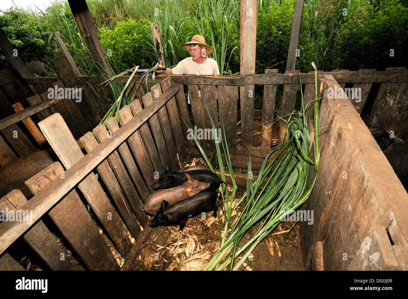 Farmer feeding pigs with sugarcane, smallholder agriculture in a former settlement of landless peasants, land reform Stock Photo