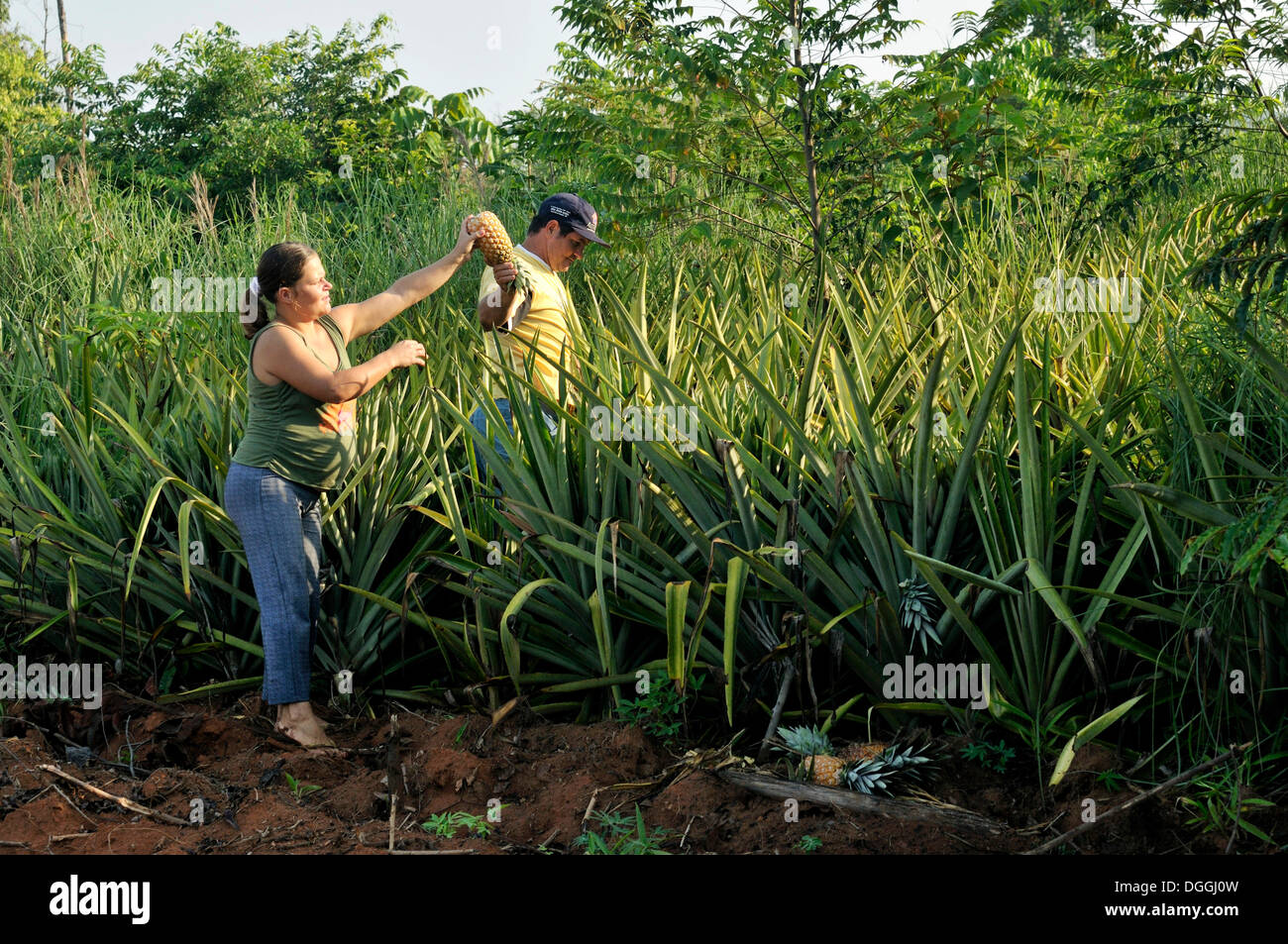 Pineapple harvest by hand, small-scale agriculture in a settlement of formerly landless peasants, land reform Stock Photo