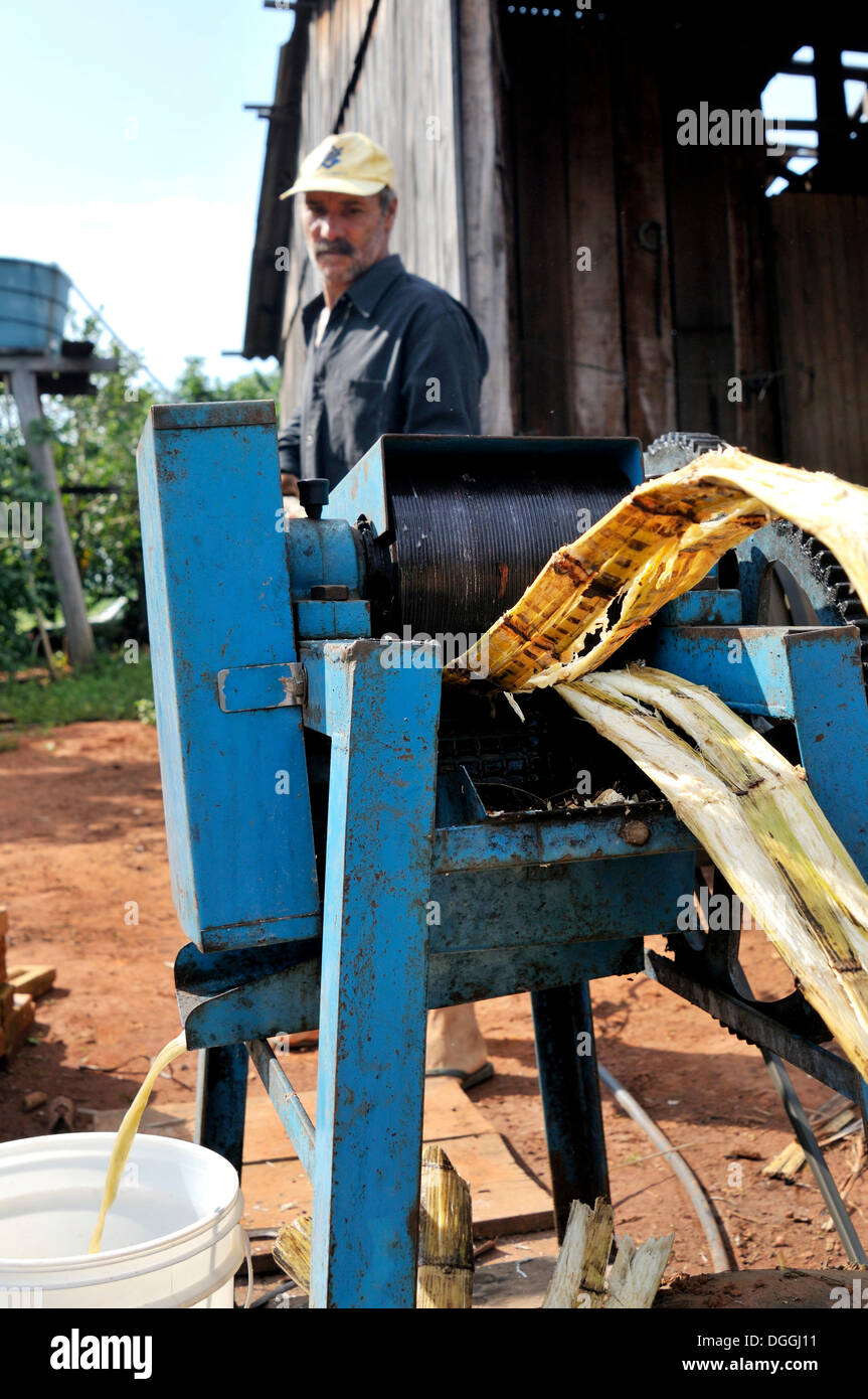Man pressing out sugar cane stems for the production of home-made sweets, small-scale agriculture in a former settlement of Stock Photo