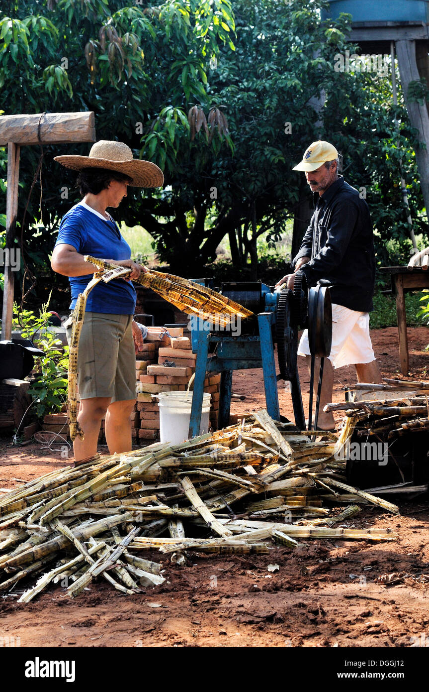 Pressing out sugar cane stems for the production of home-made sweets, small-scale agriculture in a former settlement of landless Stock Photo