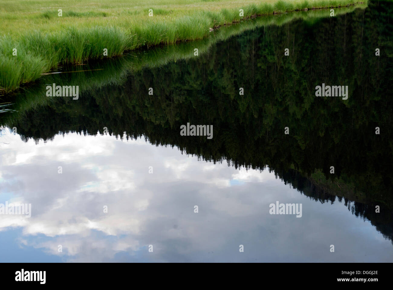 Spechtensee lake, reflections of a pine forest in the water, landscape between Tauplitz and Liezen, Salzkammergut, Styria Stock Photo