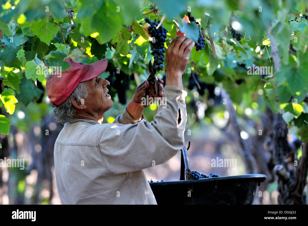 Picker during the vintage of Syrah grapes on the Carinae vineyard in Maipu, Mendoza Province, Argentina, South America Stock Photo