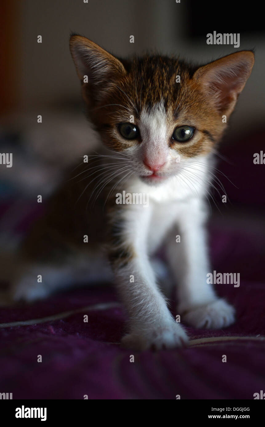 Two months old kitten at home Stock Photo Alamy
