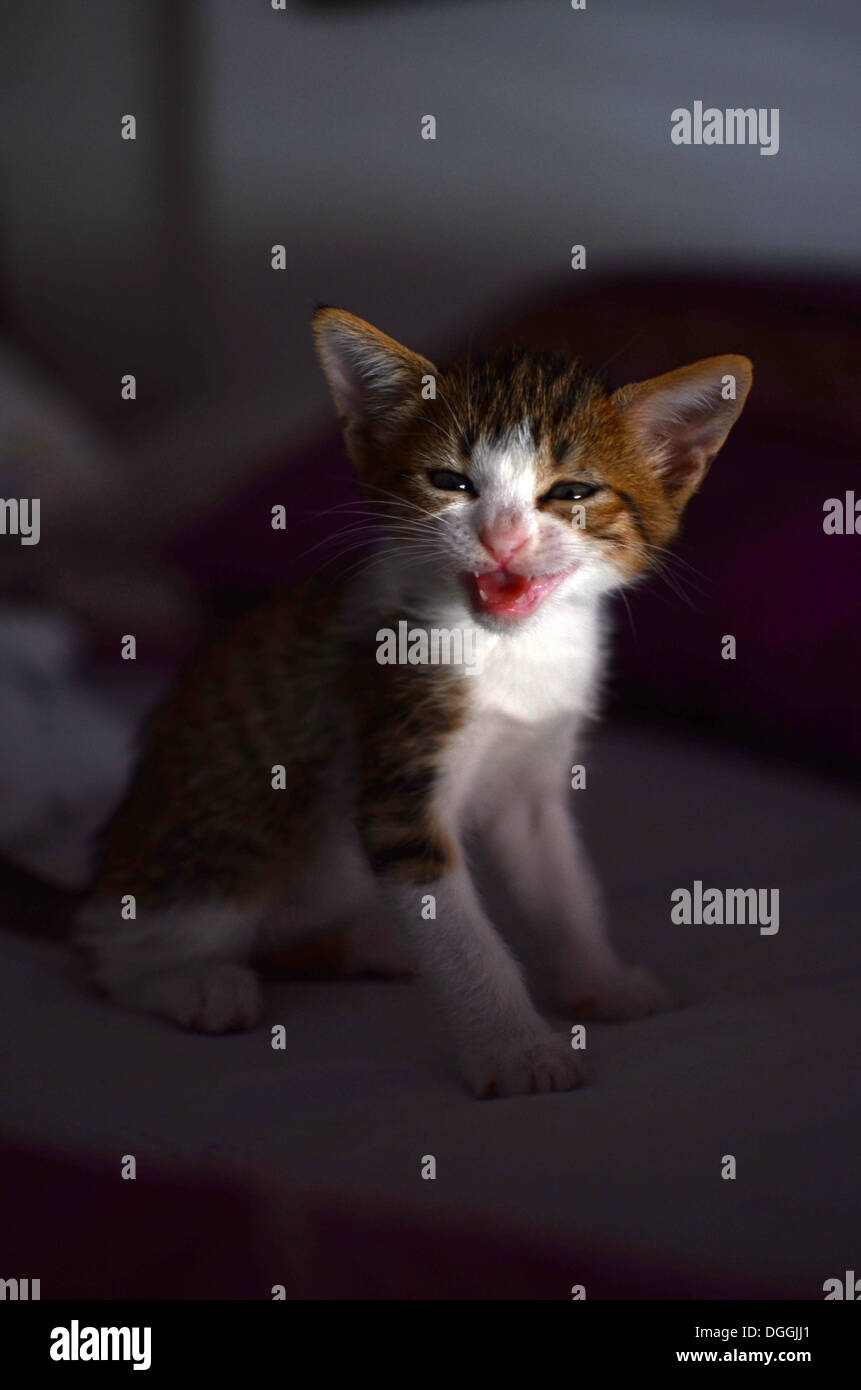 Two months old kitten at home Stock Photo Alamy