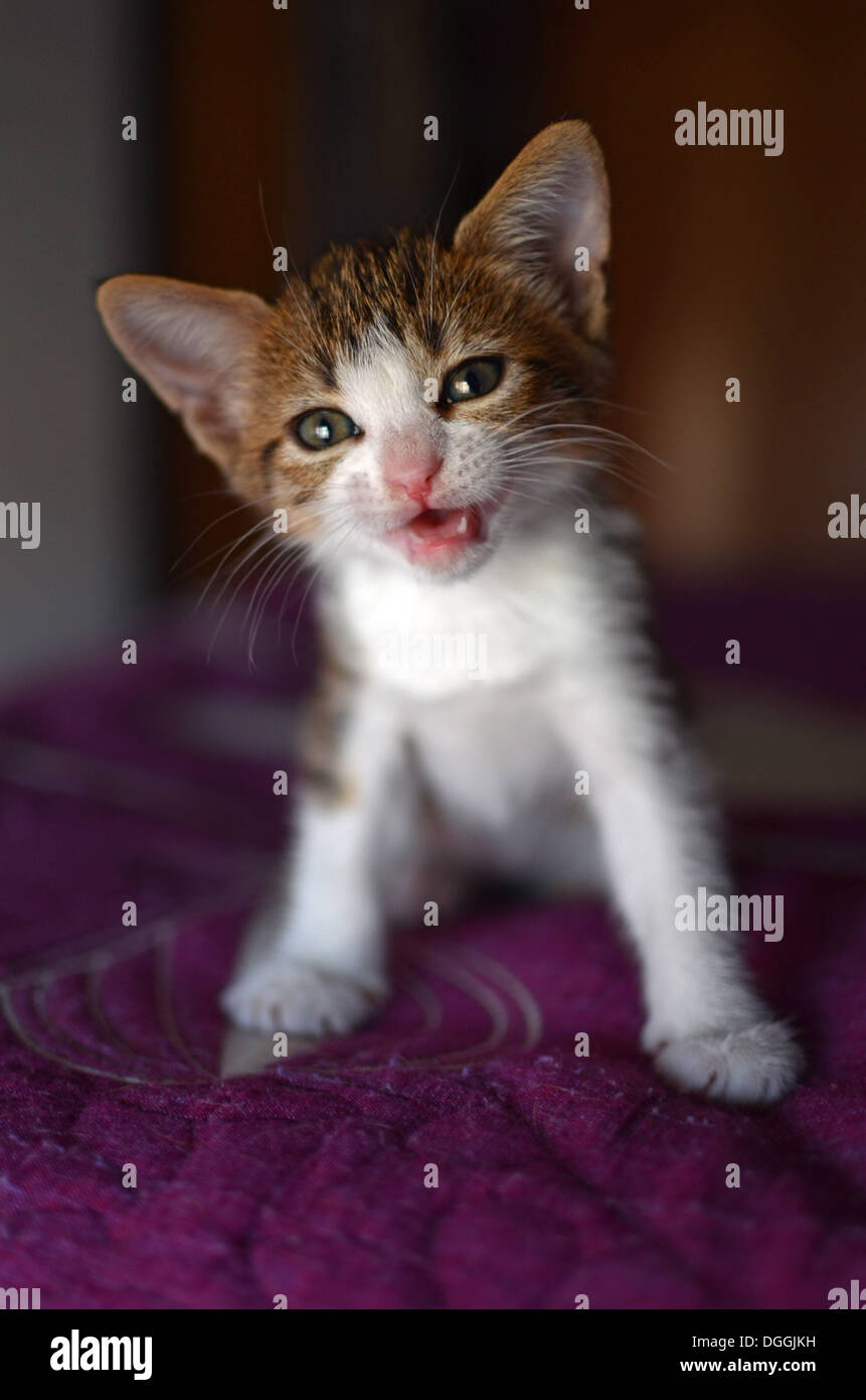 Two months old kitten at home Stock Photo Alamy