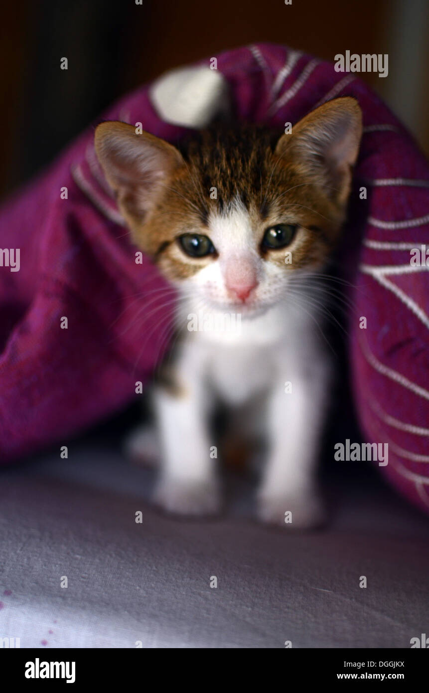 Two months old kitten at home Stock Photo Alamy