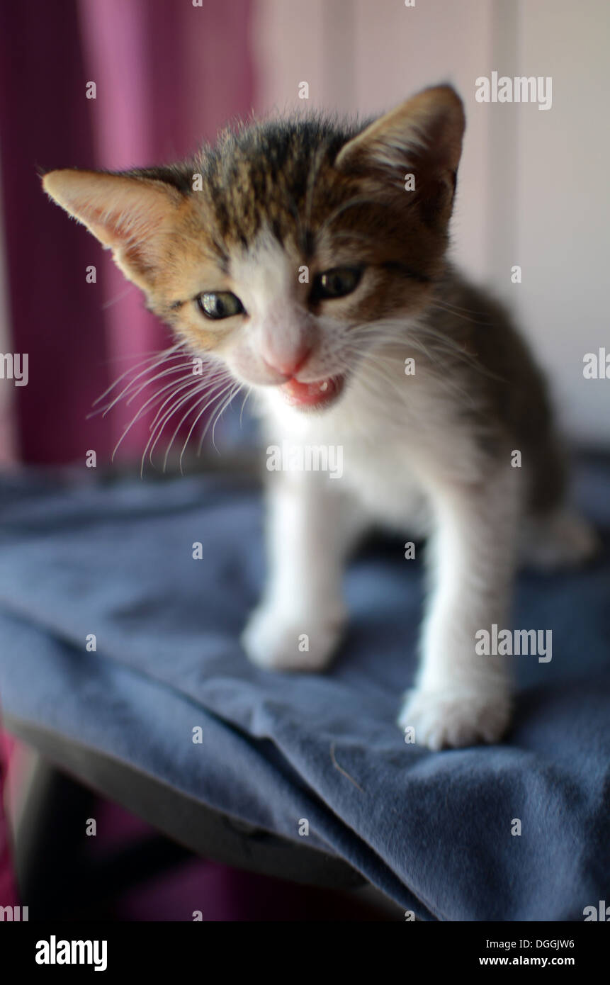 Two month old kitten hires stock photography and images Alamy