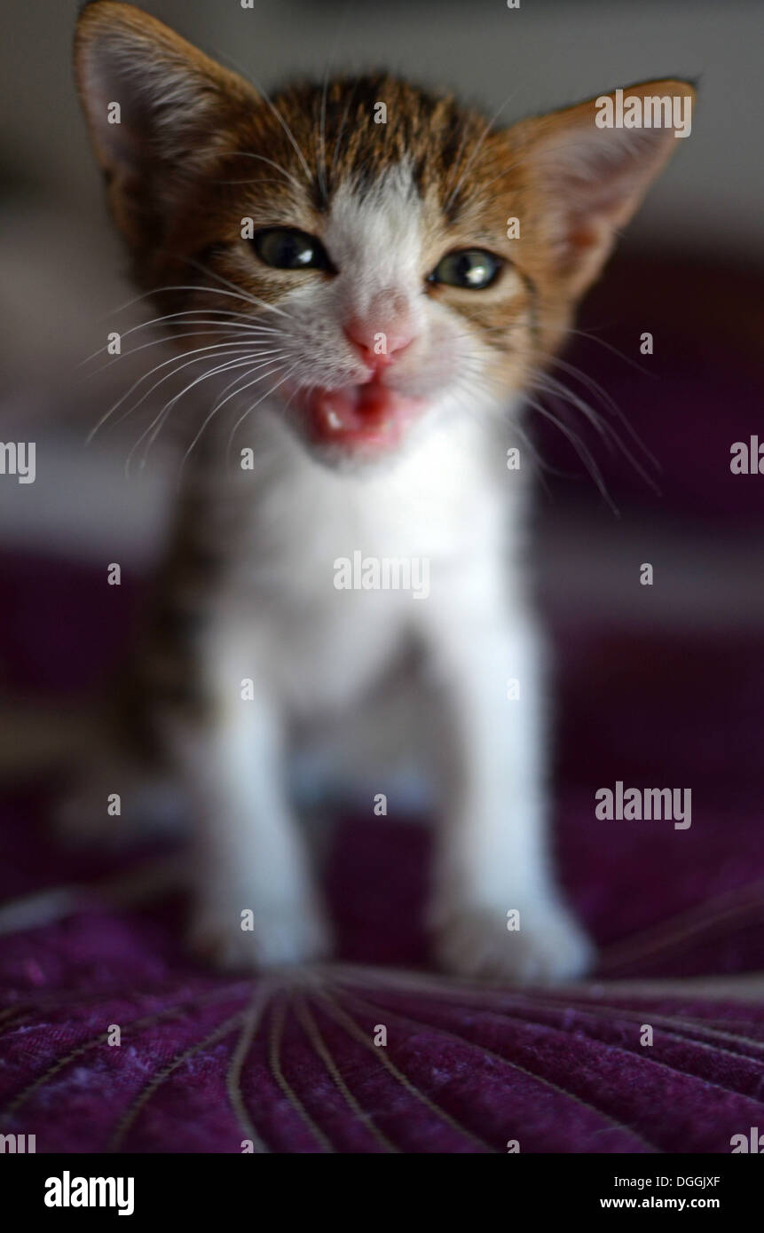 Two months old kitten at home Stock Photo Alamy