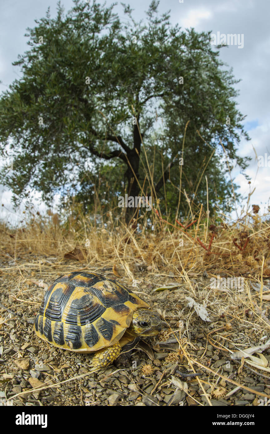 Testudo in its habitat hi-res stock photography and images - Alamy