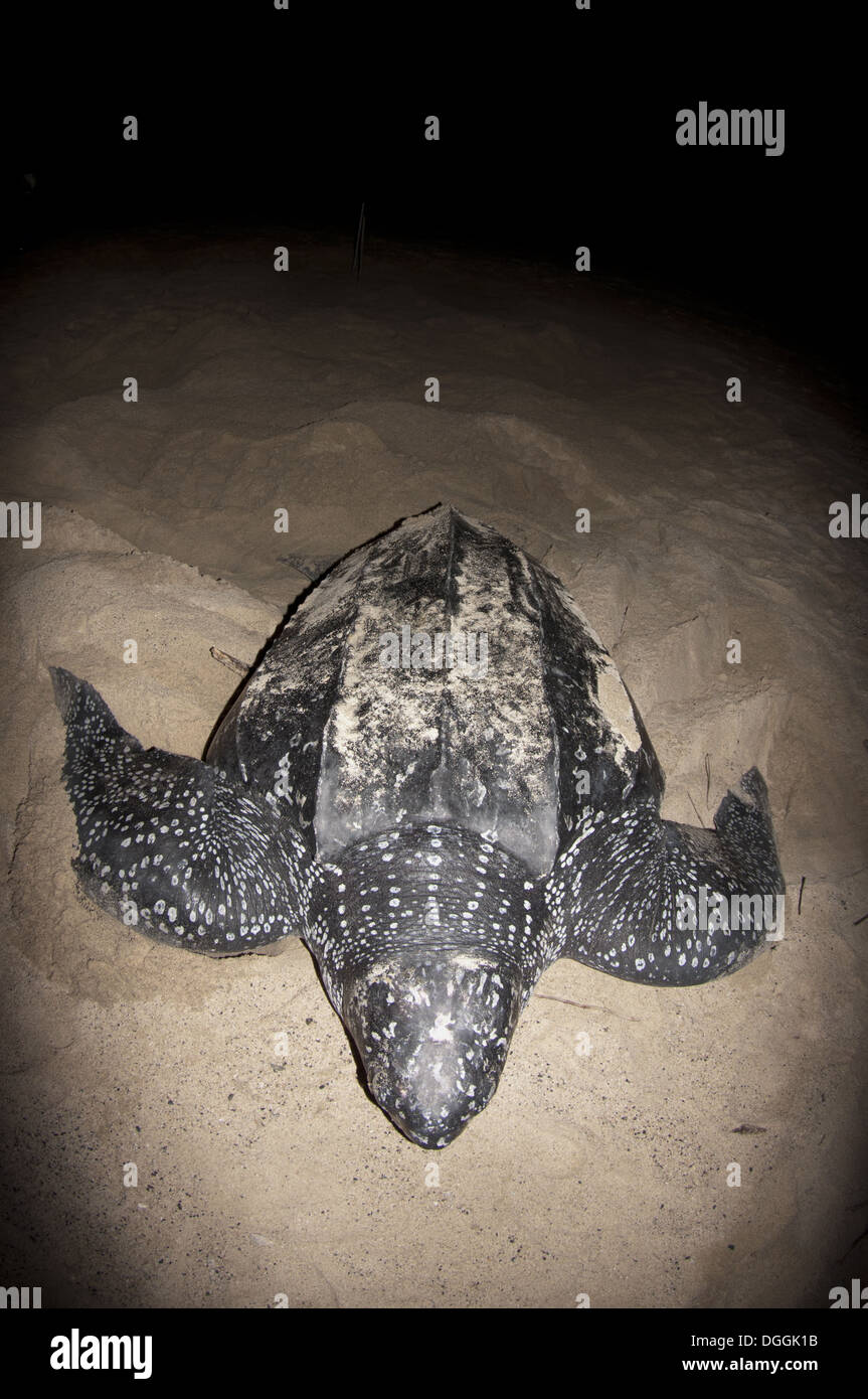 Leatherback Turtle Dermochelys Coriacea Adult Female Returning To Sea 