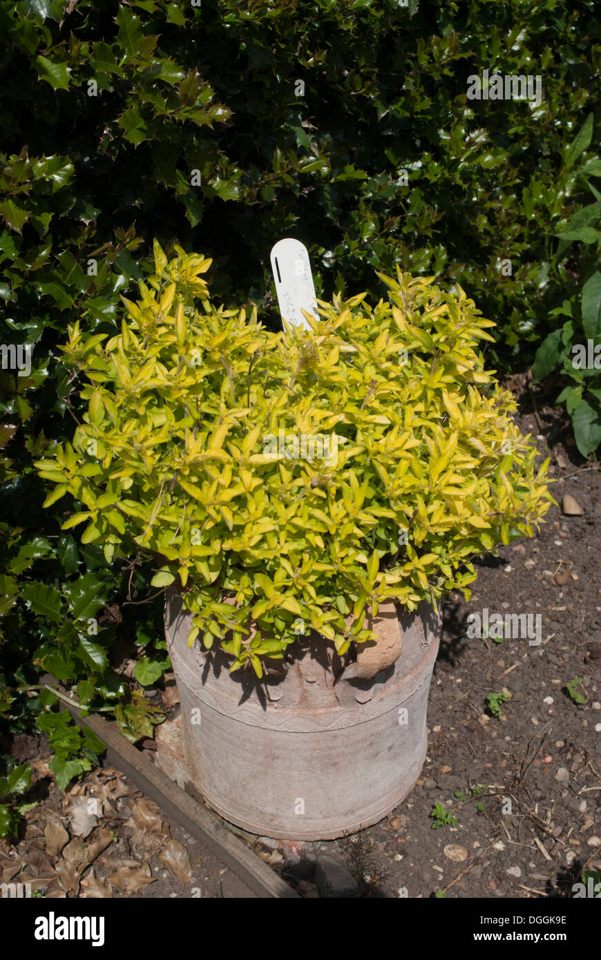 Golden oregano plant pot hires stock photography and images Alamy