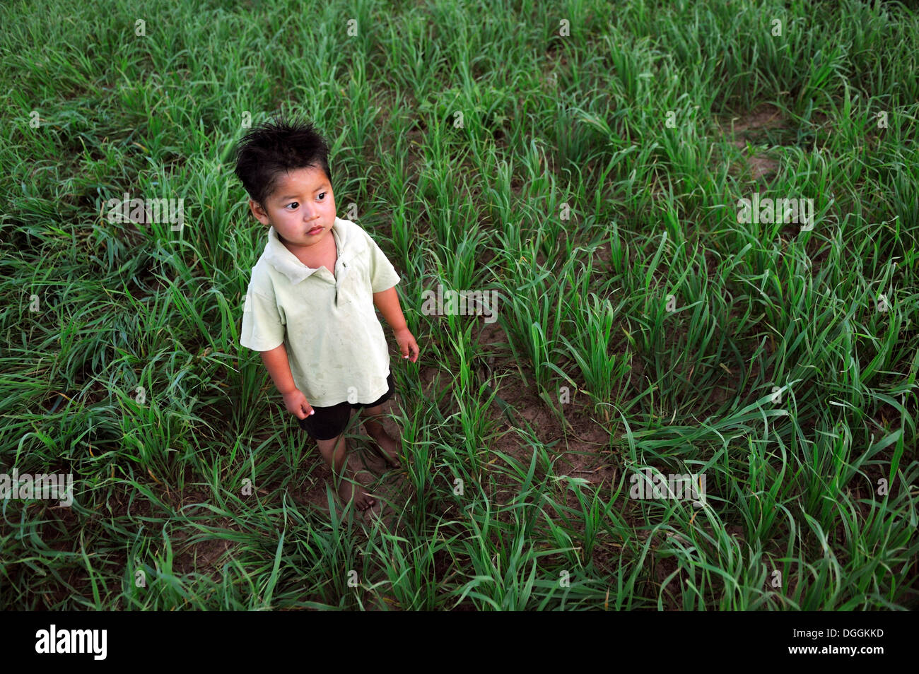 Boy, 2, standing in a field of oats, in a community of Guarani Indians, Jaguary, Caaguazú Department, Paraguay Stock Photo