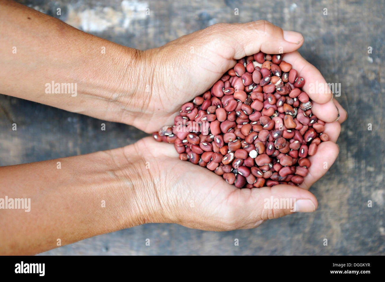 Hands full of beans, Campito, Caaguazú Department, Paraguay Stock Photo