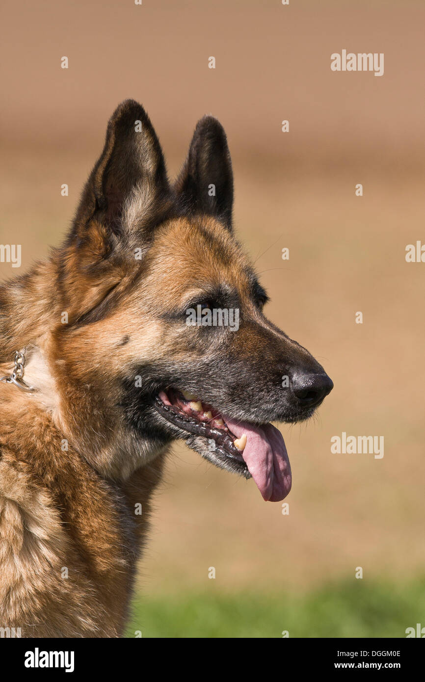 Profile portrait of german shepherd dog hi-res stock photography and ...