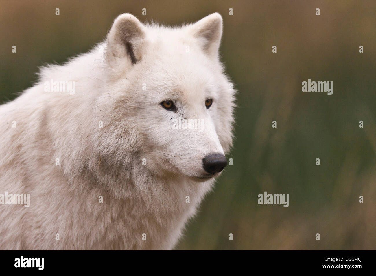 Arctic Wolf (Canis lupus arctos), portrait Stock Photo