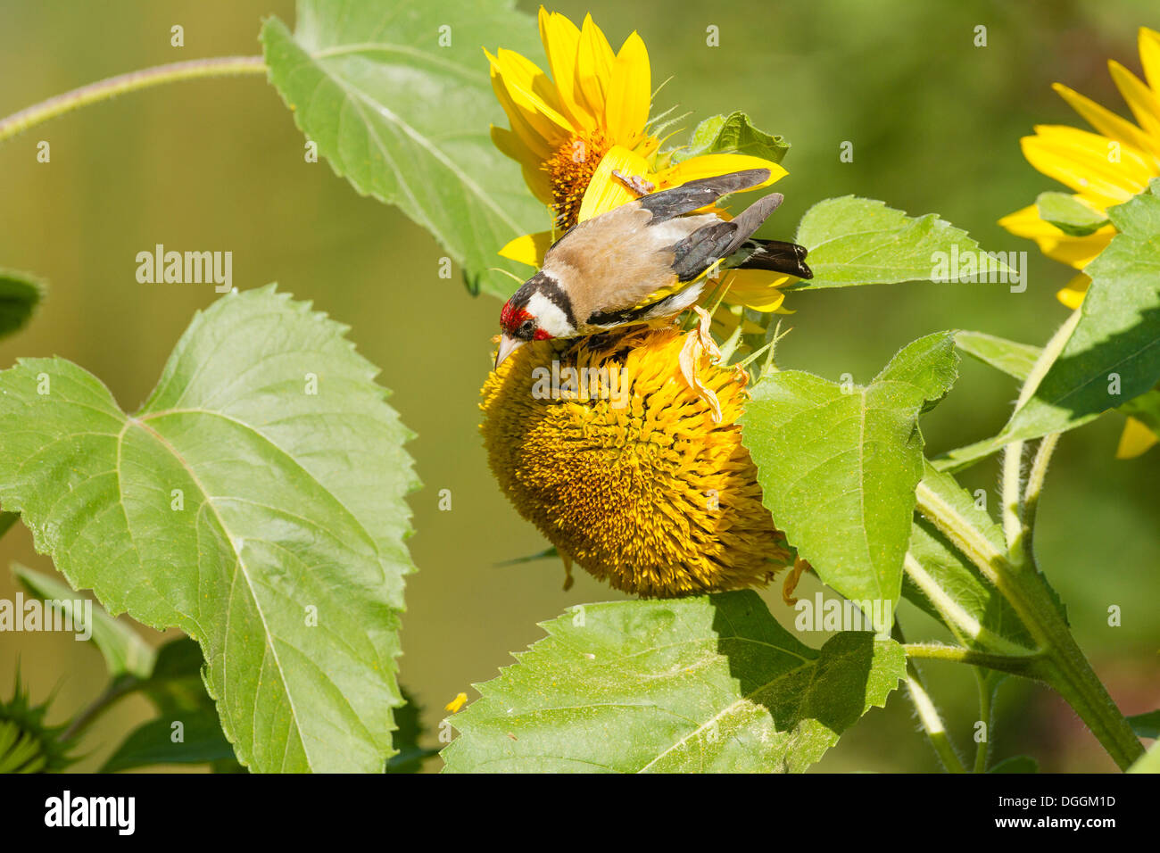 Goldfinch (Carduelis carduelis), Limburg an der Lahn, Hesse Stock Photo
