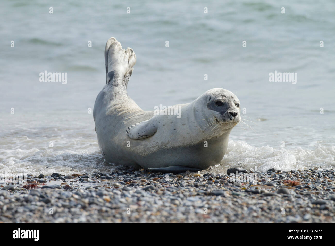 Harbor seal (Phoca vitulina), Heligoland, Schleswig-Holstein Stock Photo
