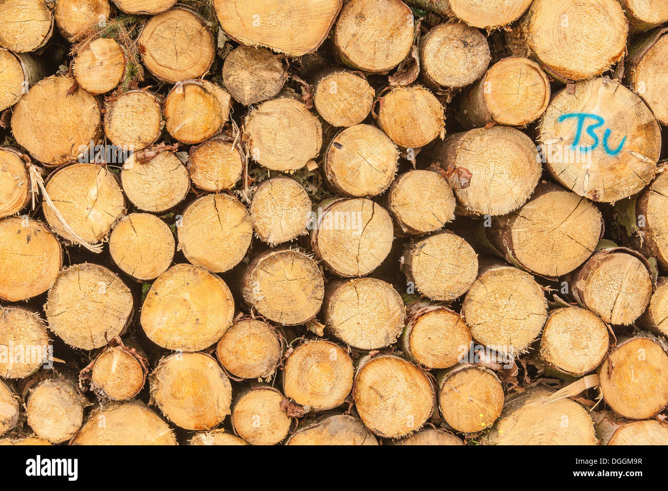 Stacked logs, Hesse Stock Photo