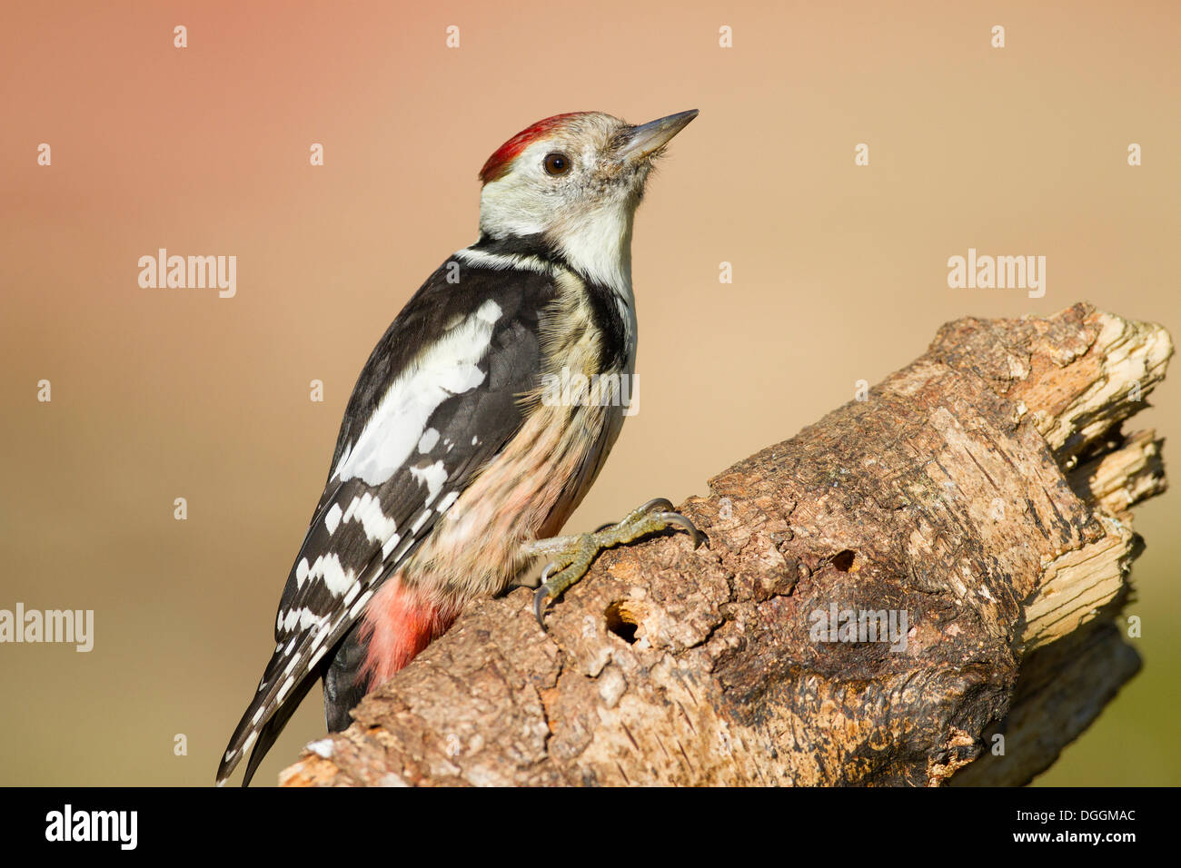 Middle Spotted Woodpecker (Dendrocopos medius), Limburg an der Lahn, Hesse Stock Photo