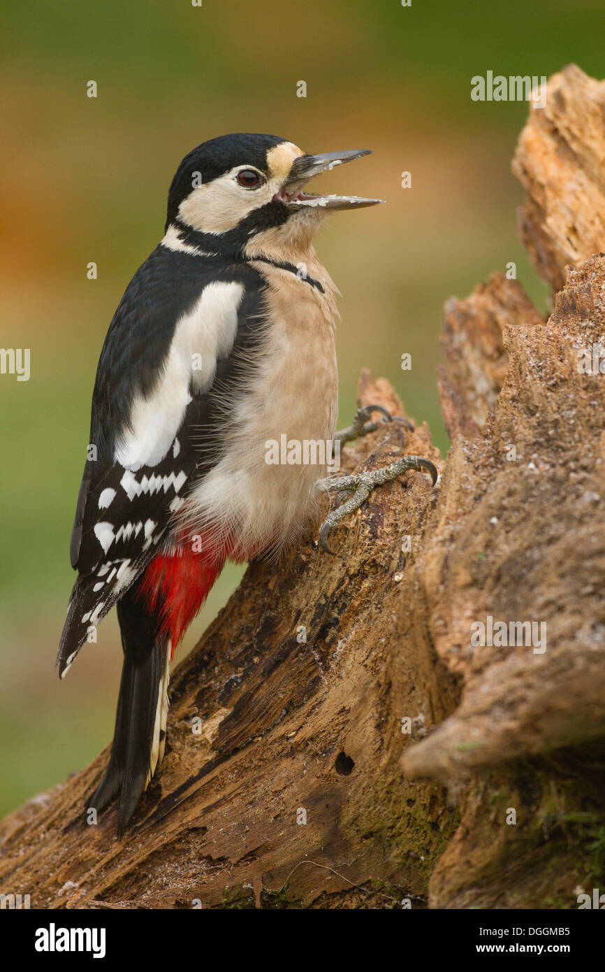 Great Spotted Woodpecker (Dendrocopos major), Limburg an der Lahn, Hesse Stock Photo