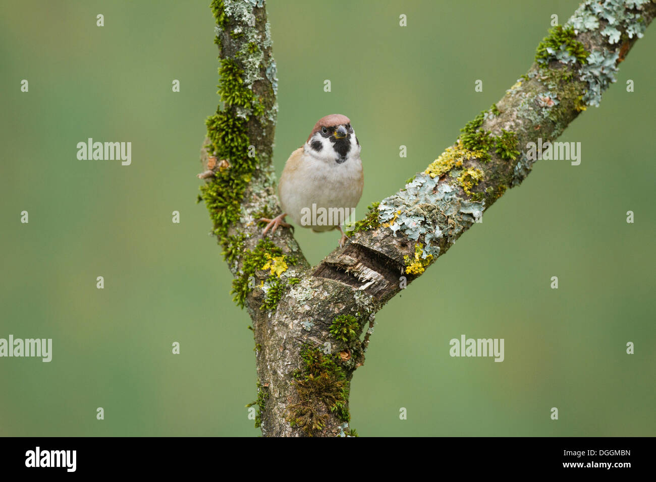 Eurasian Tree Sparrow (Passer montanus), Offheim, Limburg an der Lahn, Hesse, Germany Stock Photo