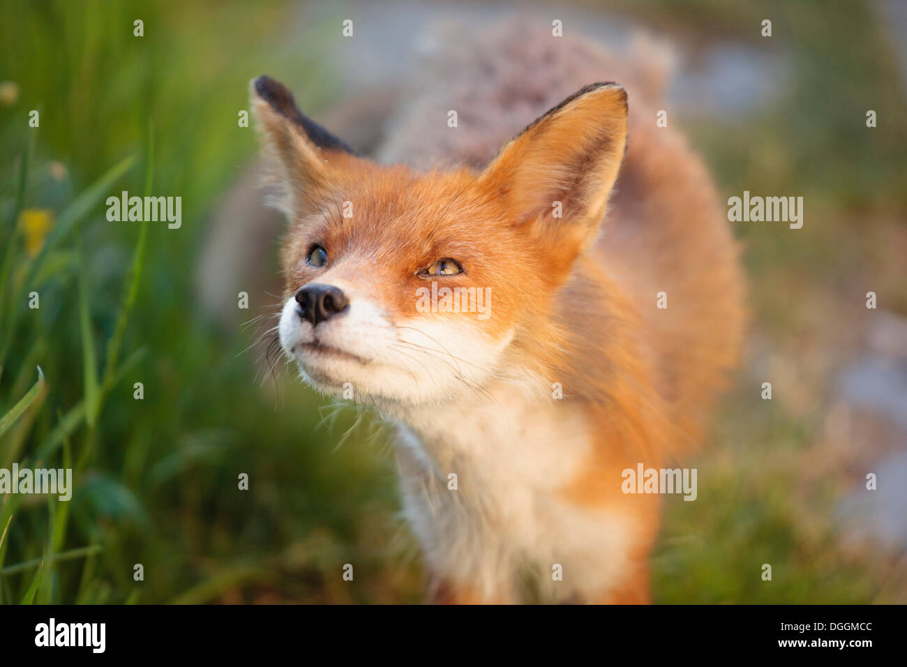 Red Fox (Vulpes vulpes), looking up, curious, Tysnes, Bergen, Hordaland, Western Norway, Norway Stock Photo