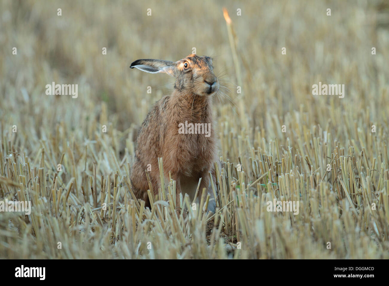 European Hare or Brown Hare (Lepus europaeus), Offheim, Limburg an der Lahn, Hesse, Germany Stock Photo