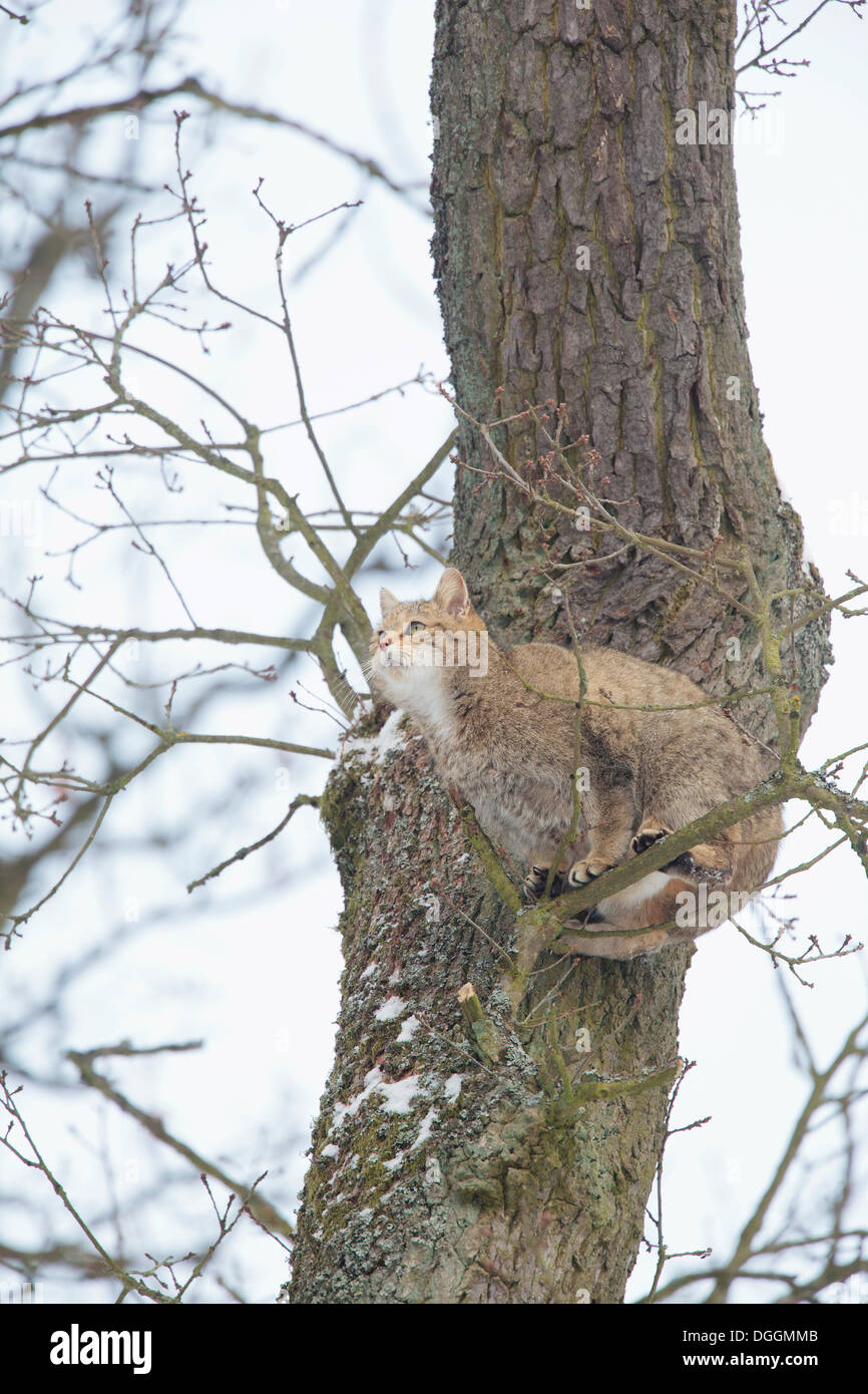 Wildcat (Felis silvestris), Weilburg, Kreis Limburg/Weilburg, Hesse, Germany Stock Photo