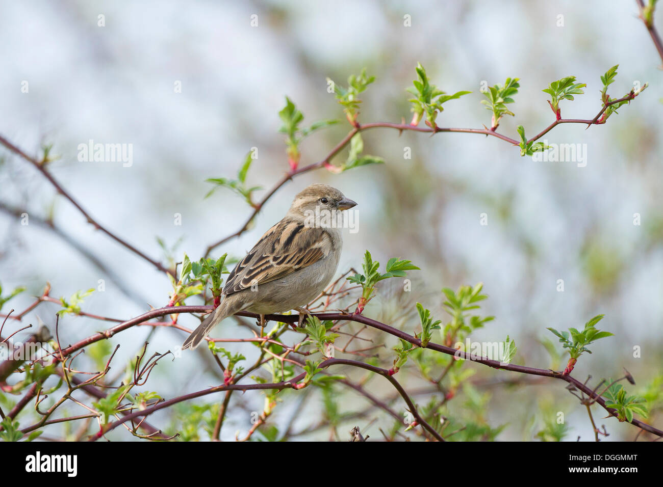 House Sparrow (Passer domesticus), Offheim, Landkreis Limburg-Weilburg, Hessen, Germany Stock Photo