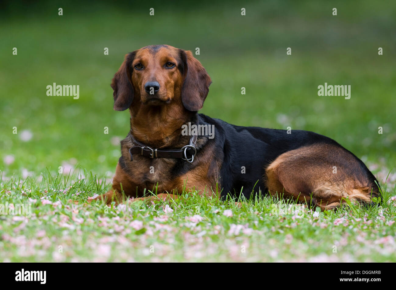 Tyrolean Hound, hound dog, Tyrol, Austria, Europe Stock Photo