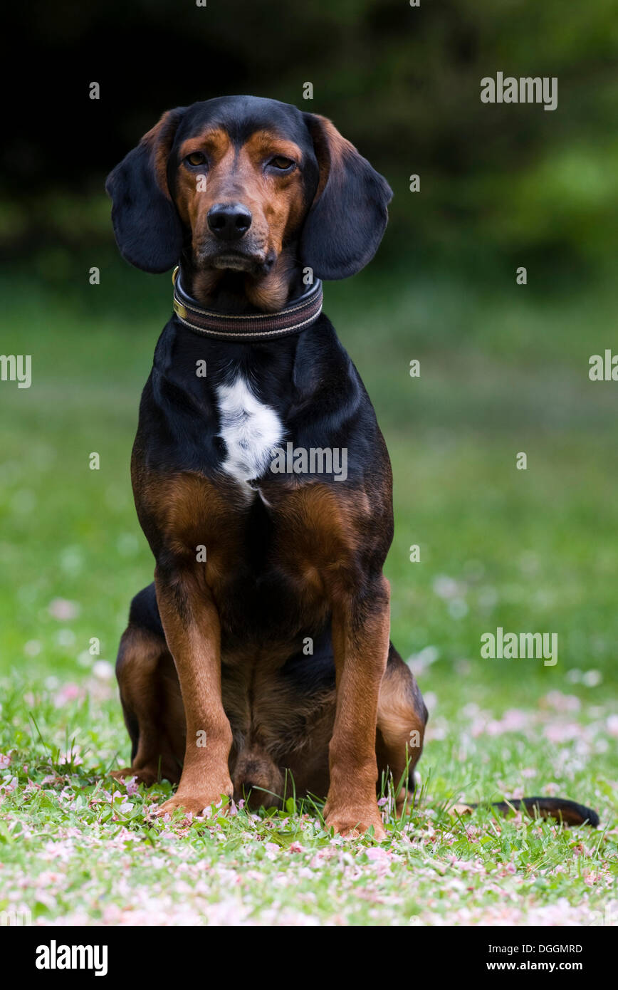 Tyrolean Hound, hound dog, Tyrol, Austria, Europe Stock Photo