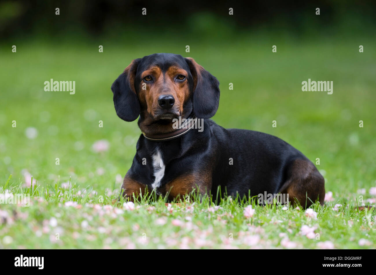 Tyrolean hound or Tiroler Bracke, hound, Tyrol, Austria, Europe Stock Photo